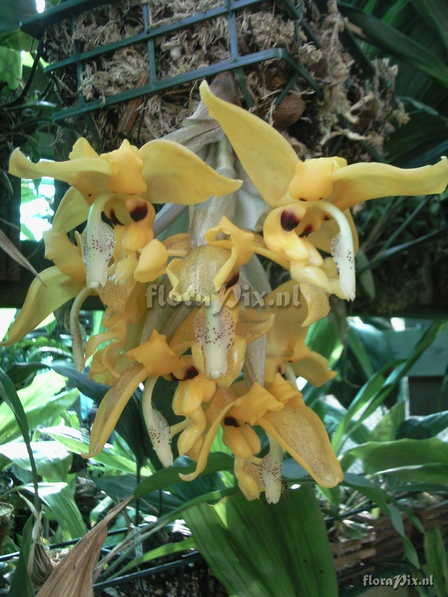 Stanhopea ??