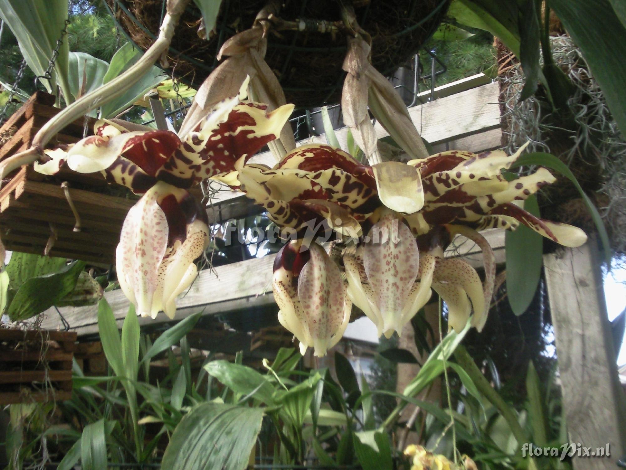 Stanhopea tigrina