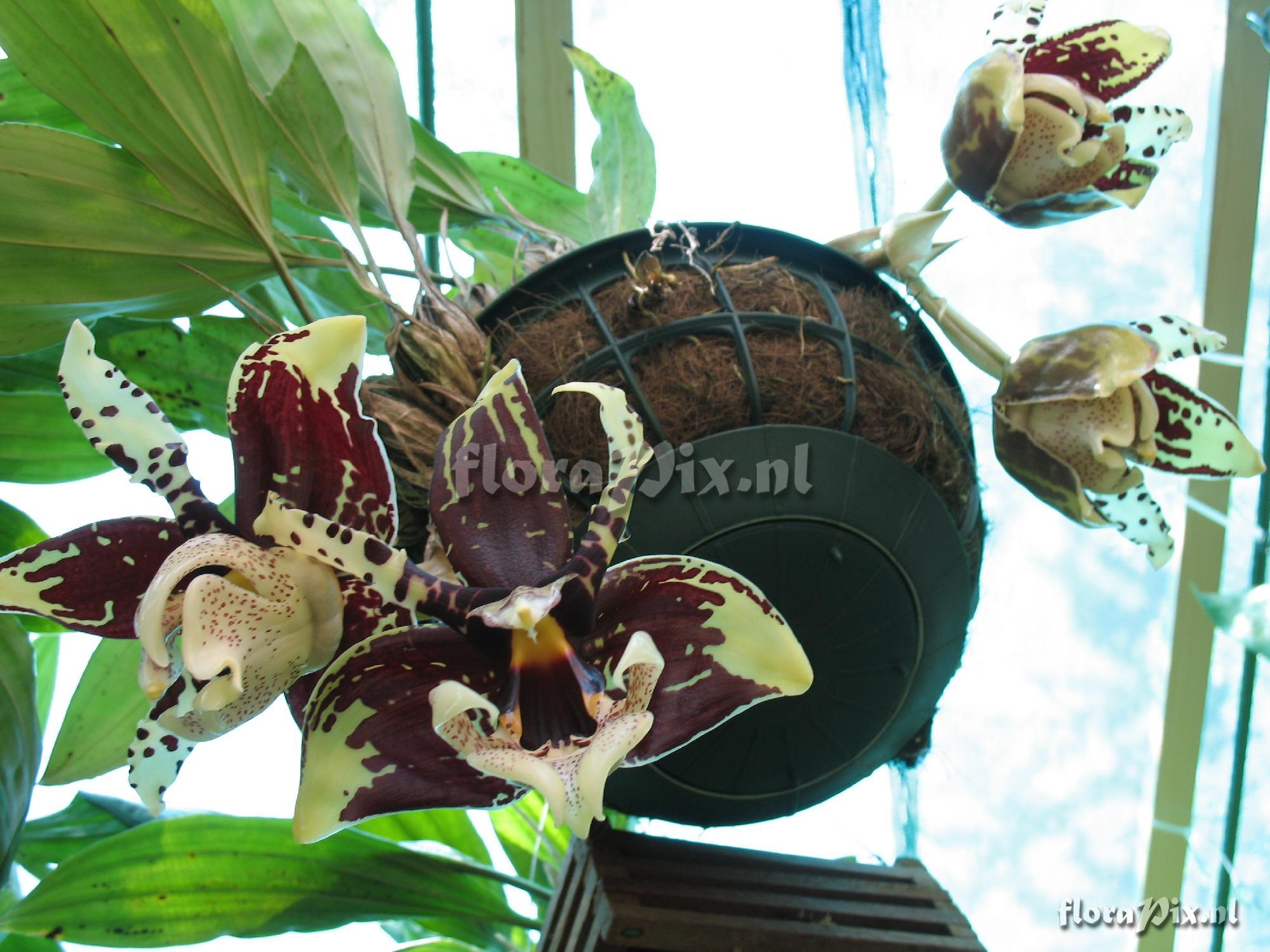 Stanhopea tigrina nigriviolacae