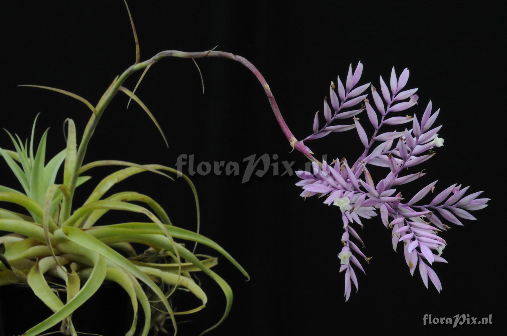 Tillandsia cacticola?