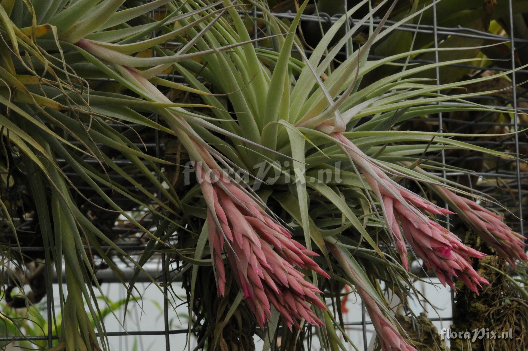 Tillandsia gardneri?