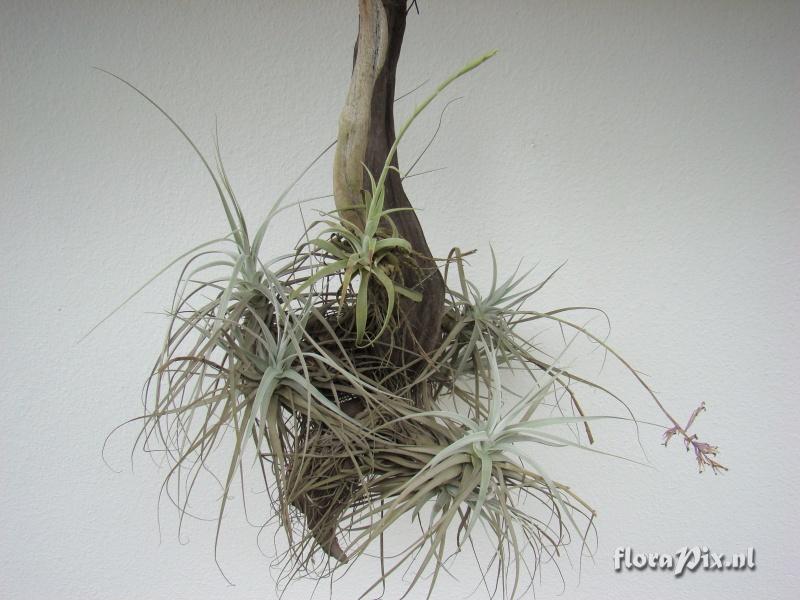 Tillandsia cacticola and Tillandsia straminea