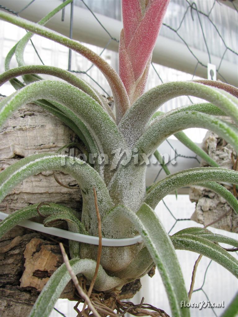 tillandsia klaussii