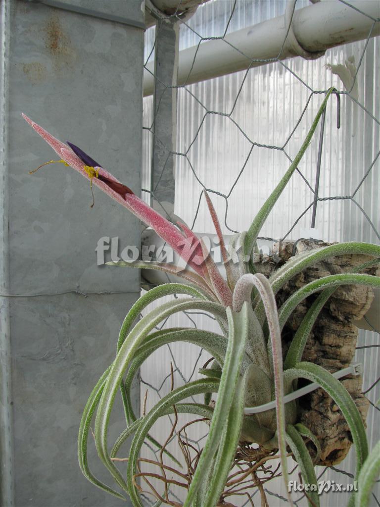 Tillandsia klaussii