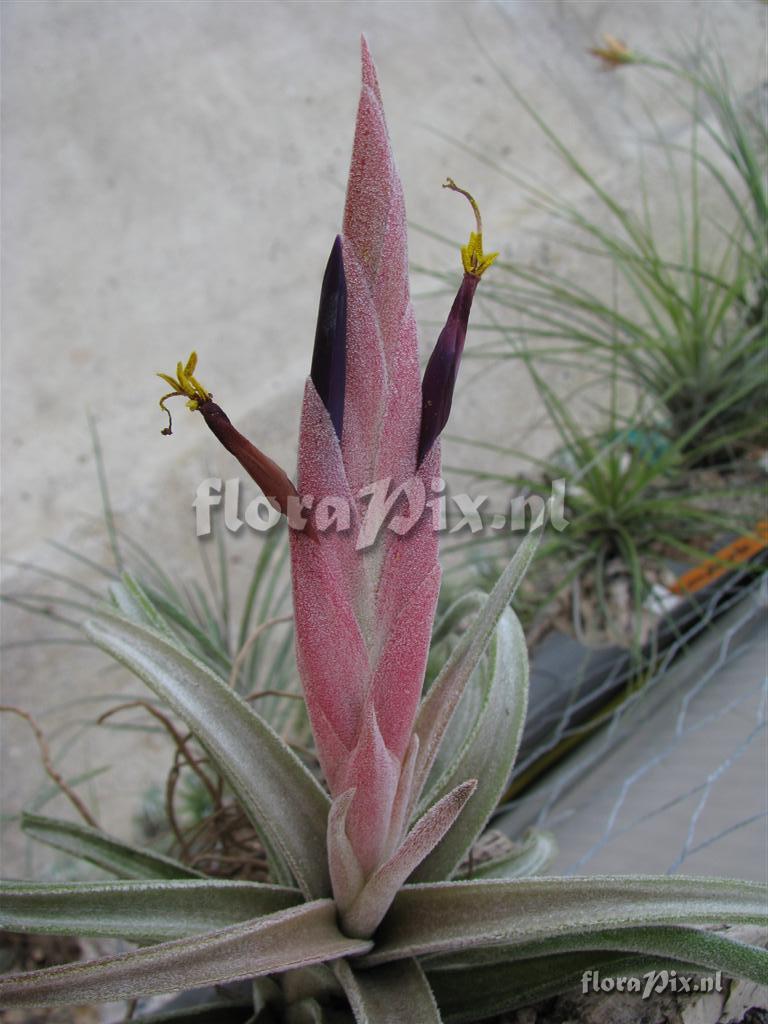 Tillandsia klaussii