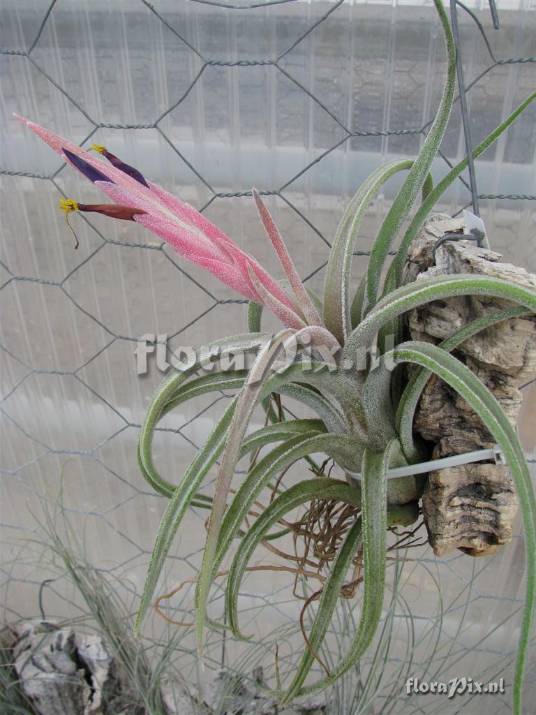 tillandsia klaussii