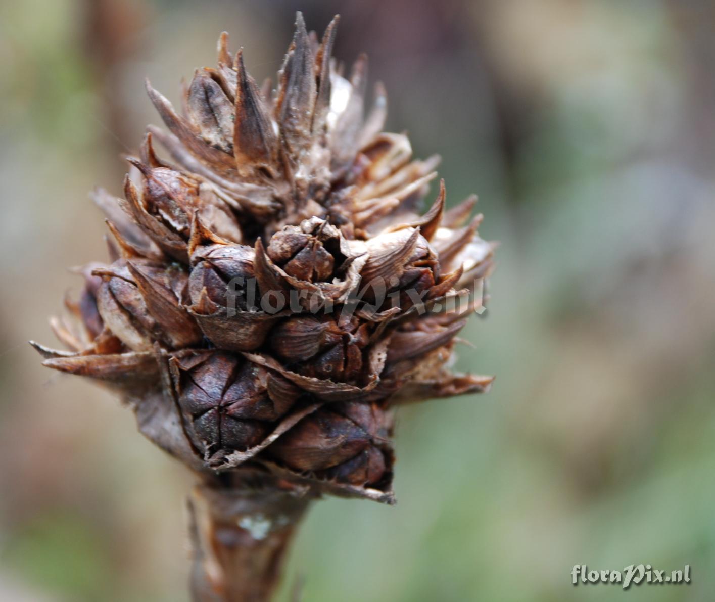 Puya eryngioides