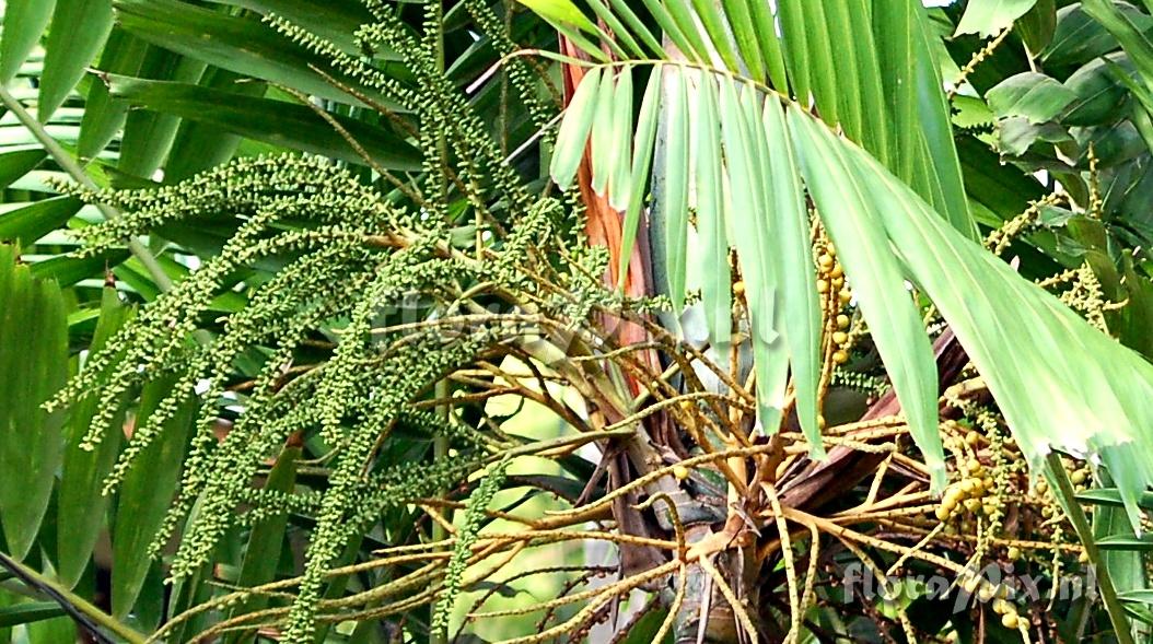 Chrysalidocarpus sp. Palmae