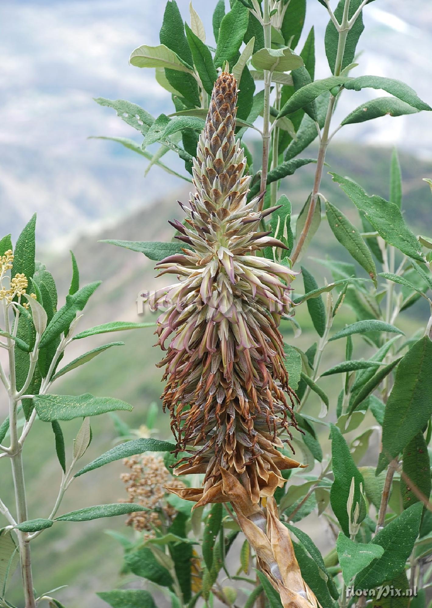 Puya spec.