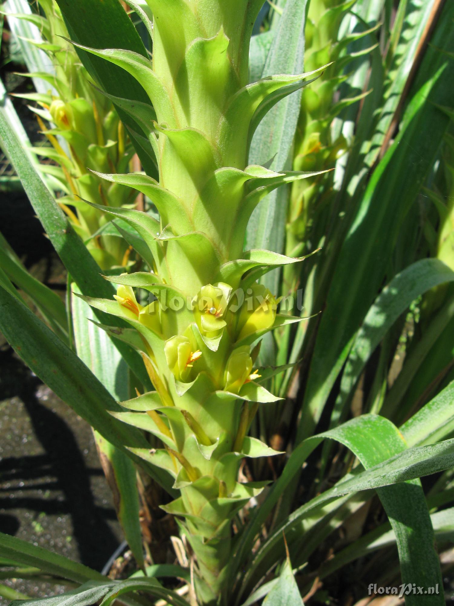 Pitcairnia atrorubens var. pallidobracteata