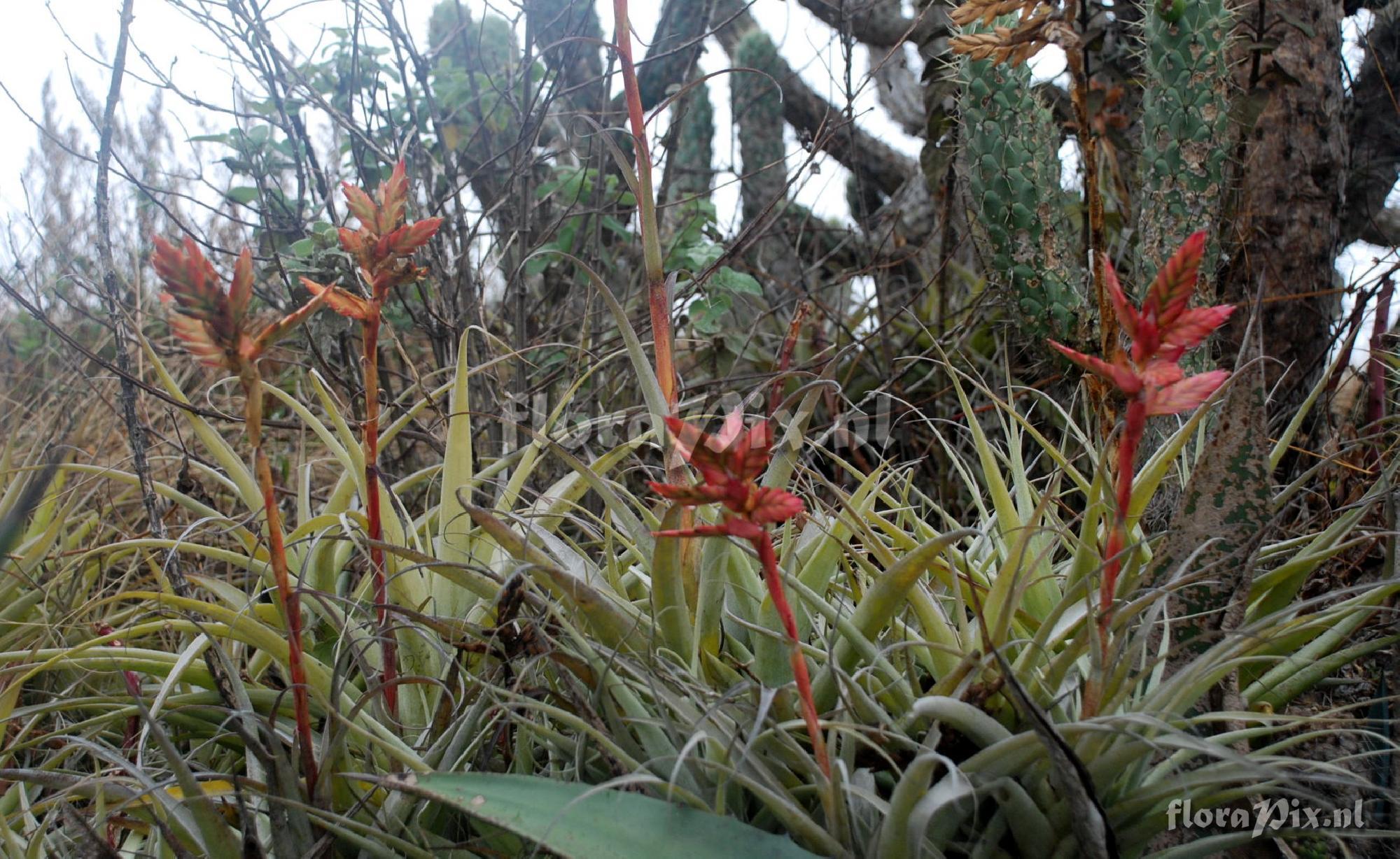 Tillandsia latifolia