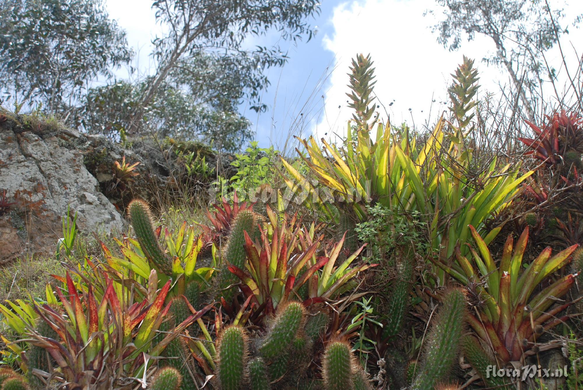 Tillandsia cf. sodiroi