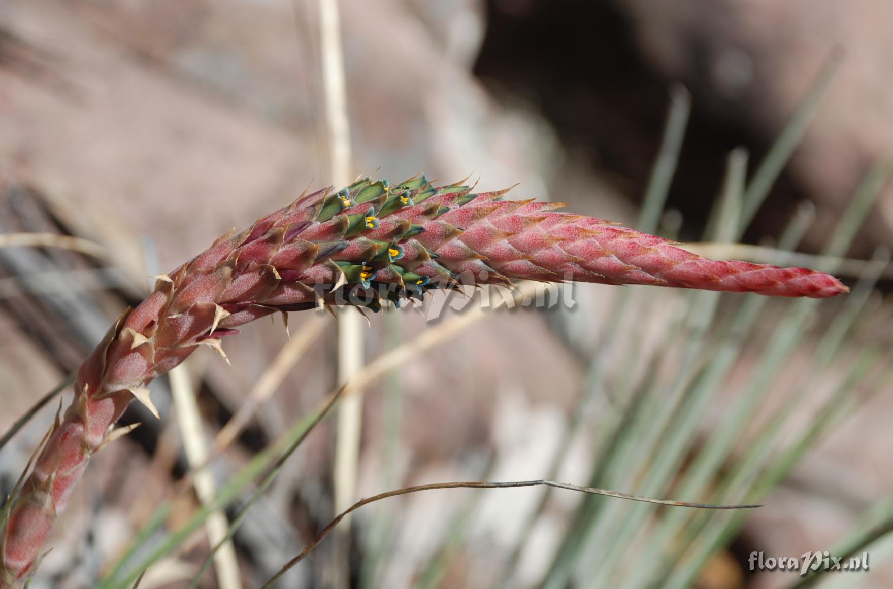 Puya 