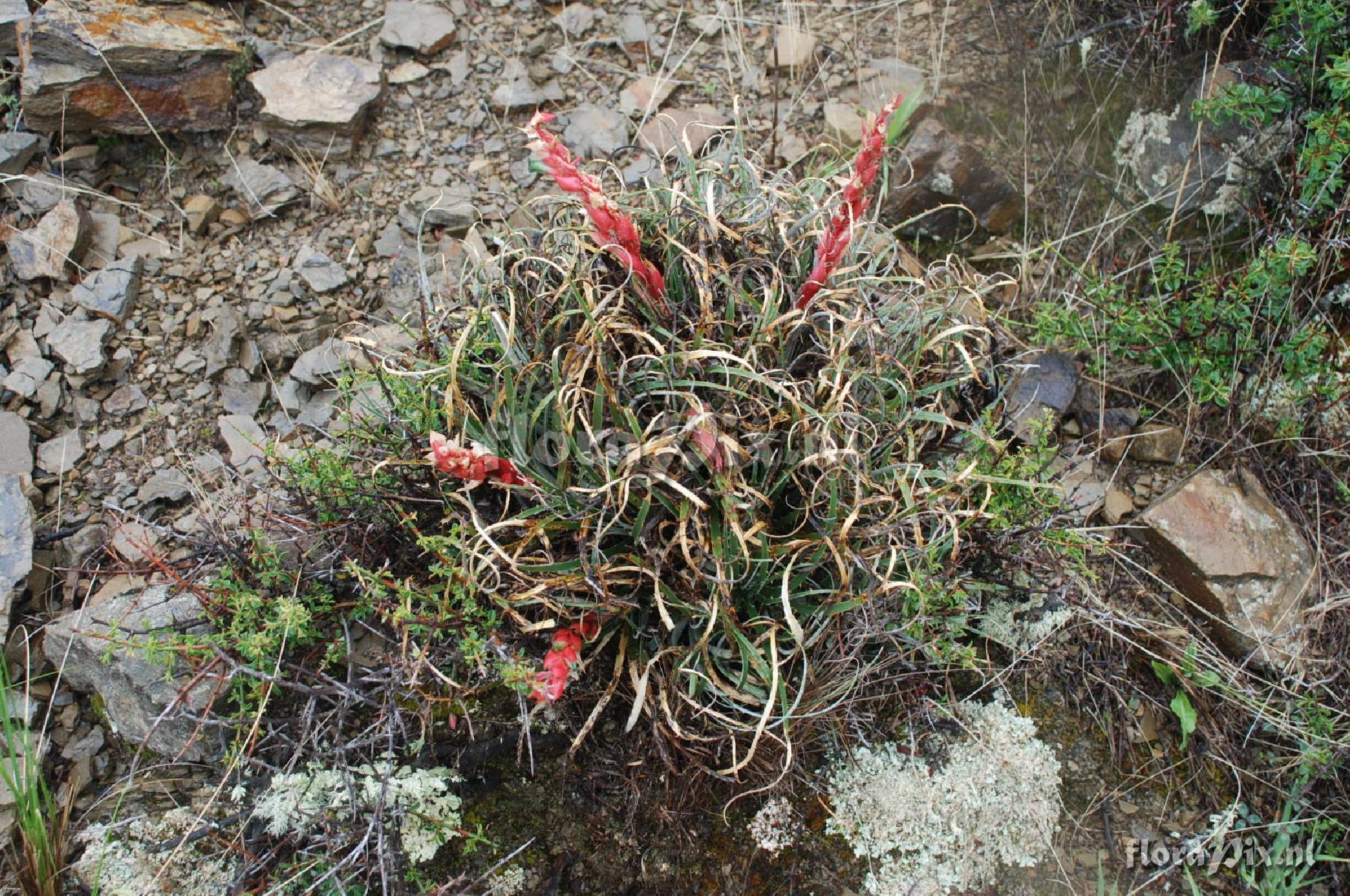 Puya 