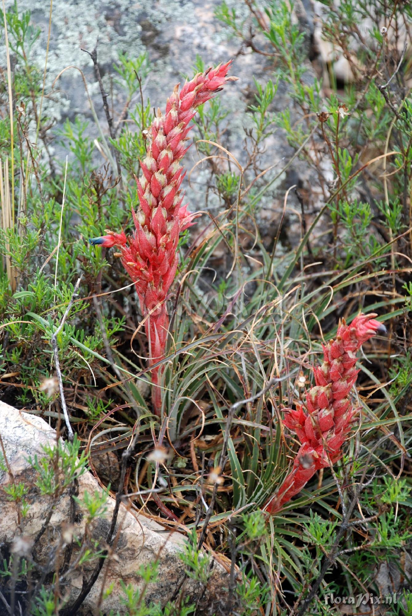 Puya 