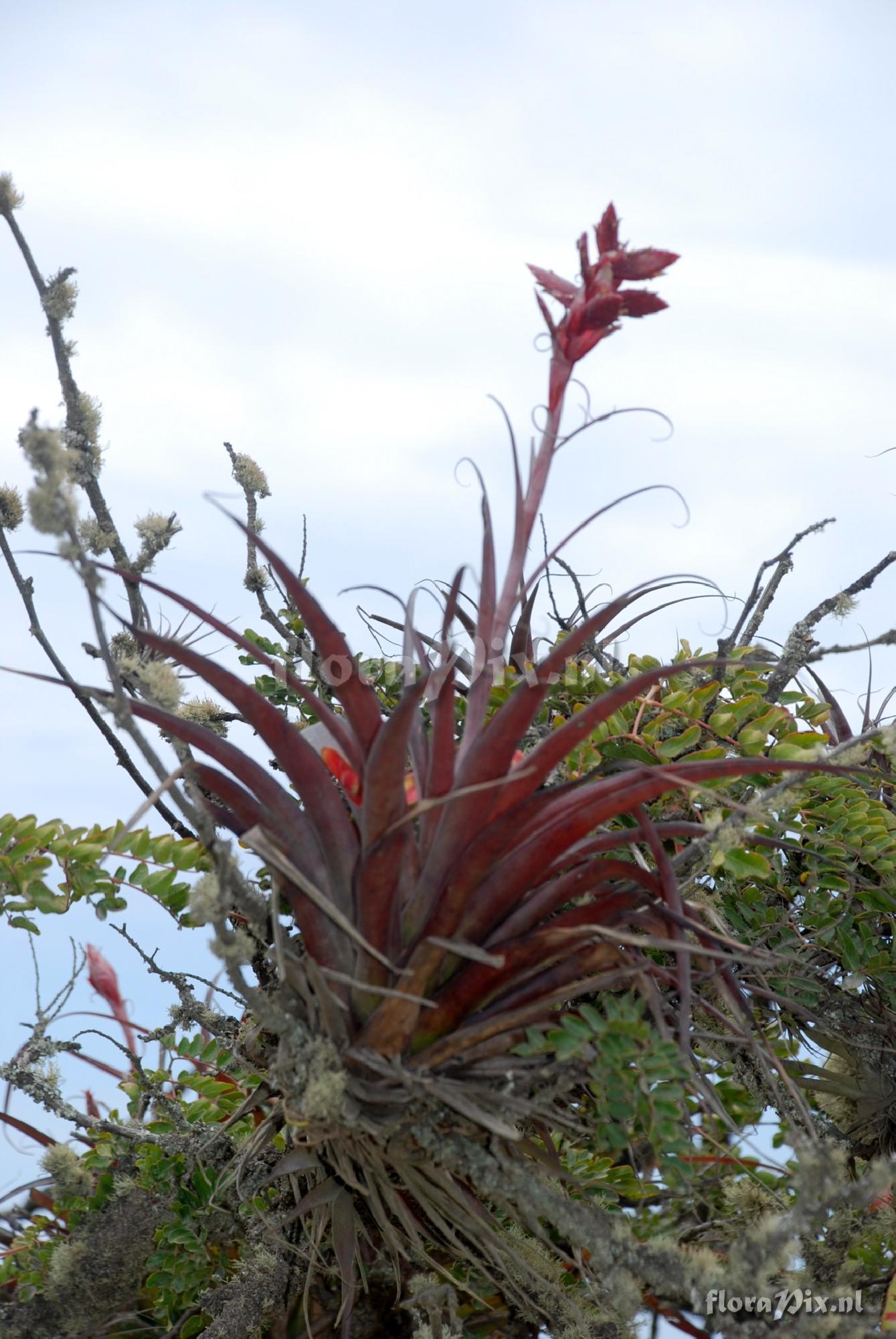 Tillandsia aff. latifolia