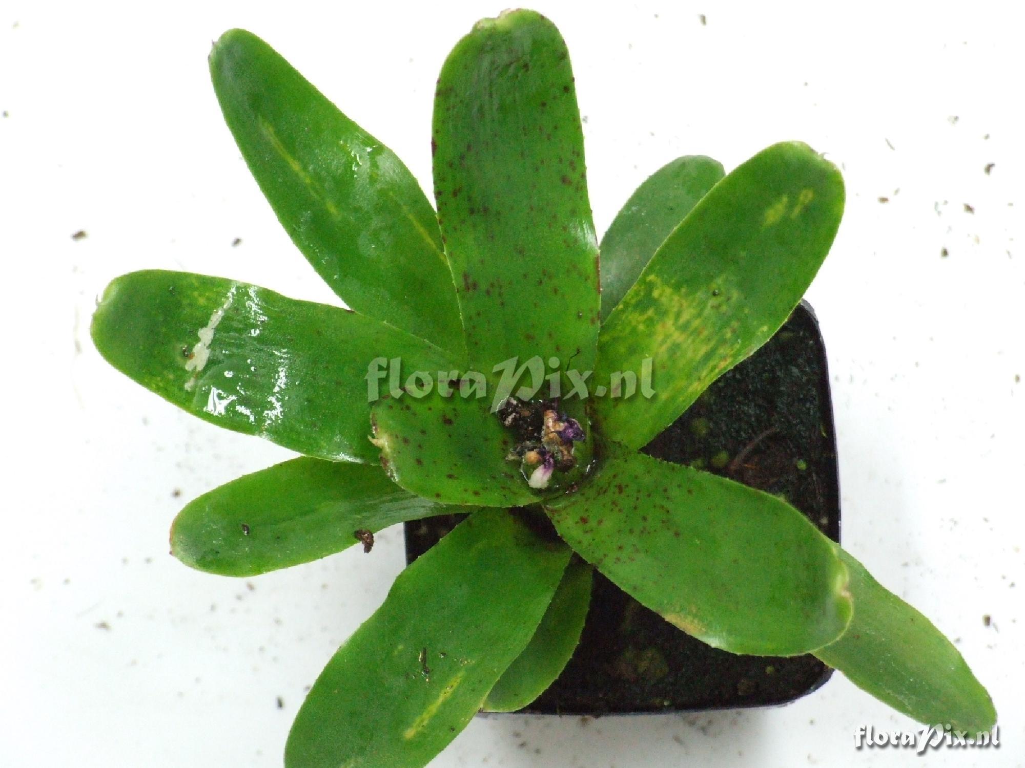 Neoregelia spec.