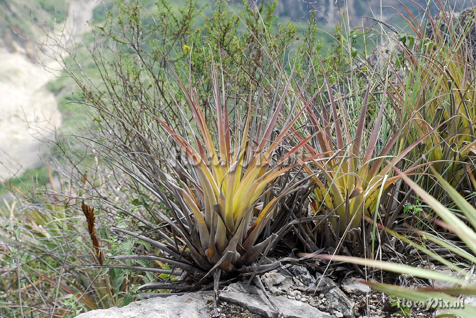 Tillandsia 