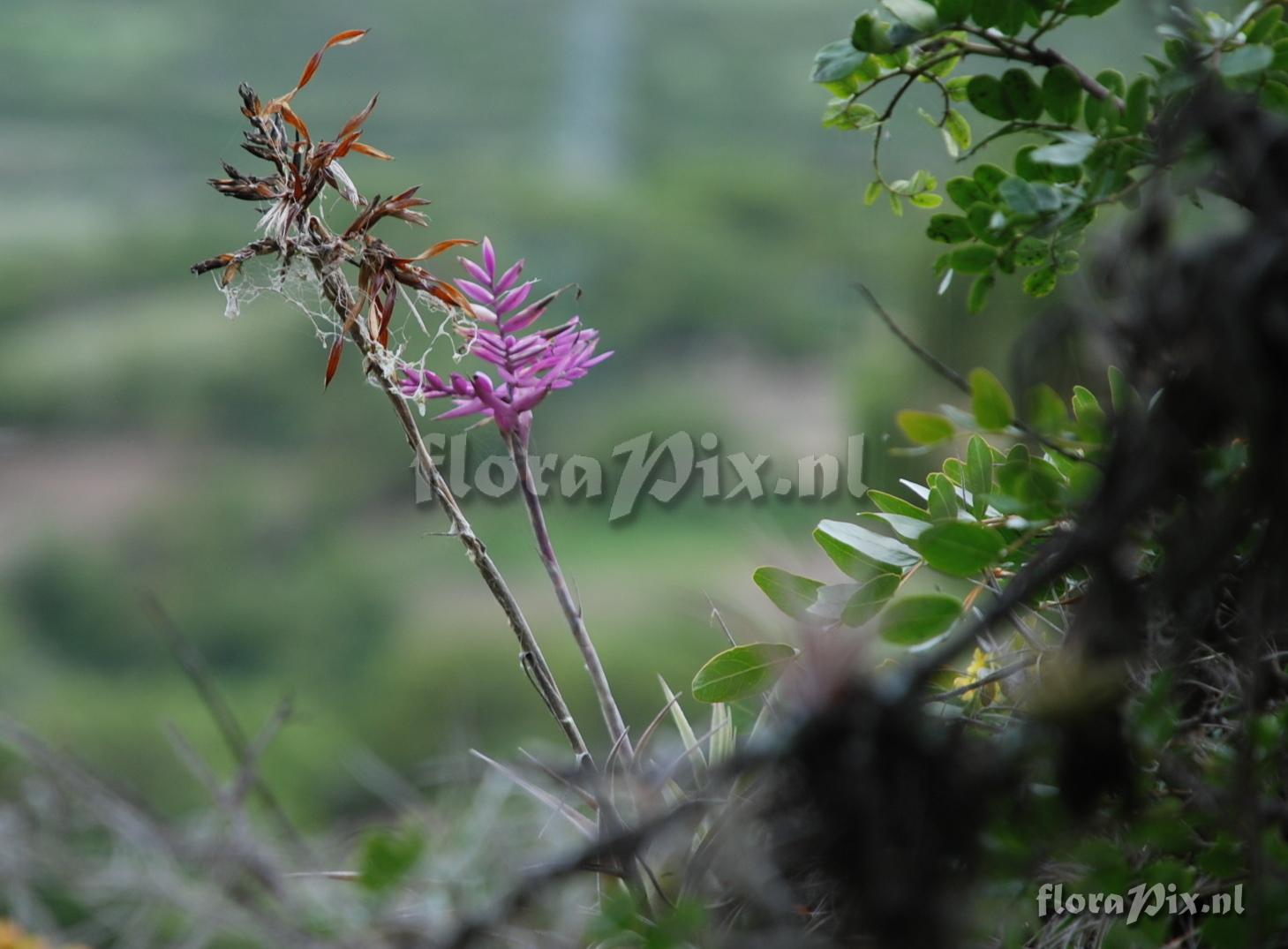 Tillandsia straminea