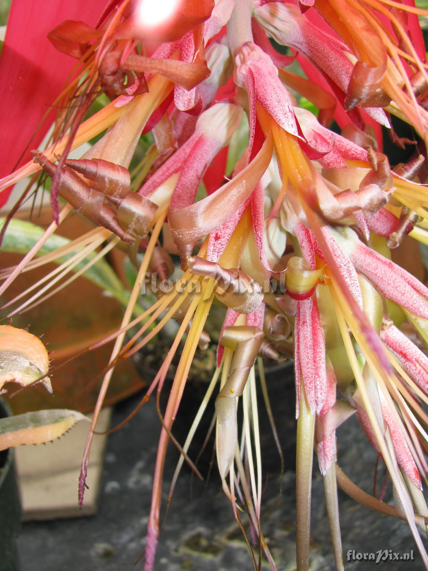 Billbergia eloisiae