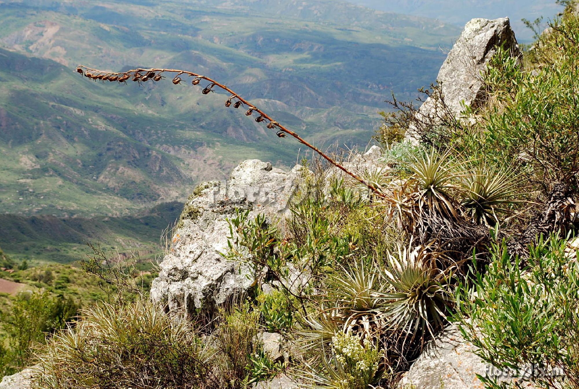 Puya ferruginea