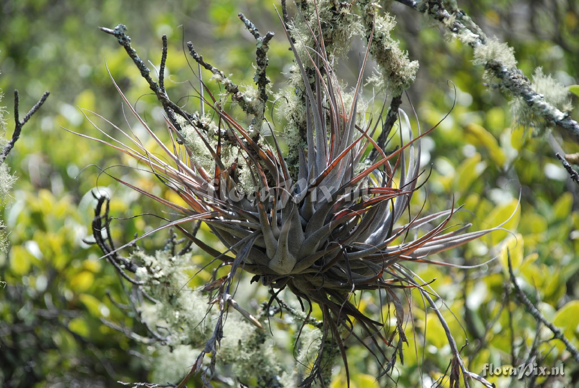 Tillandsia humilis