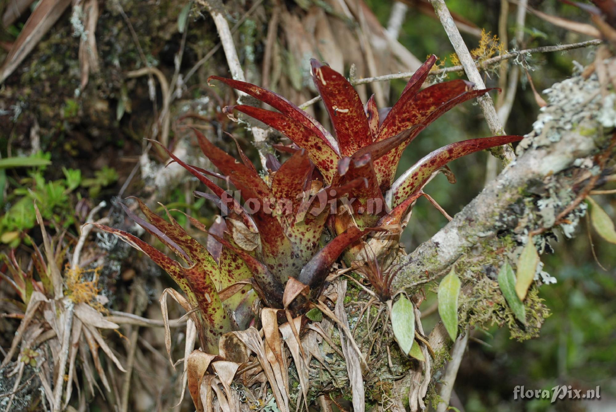 Tillandsia ionochroma