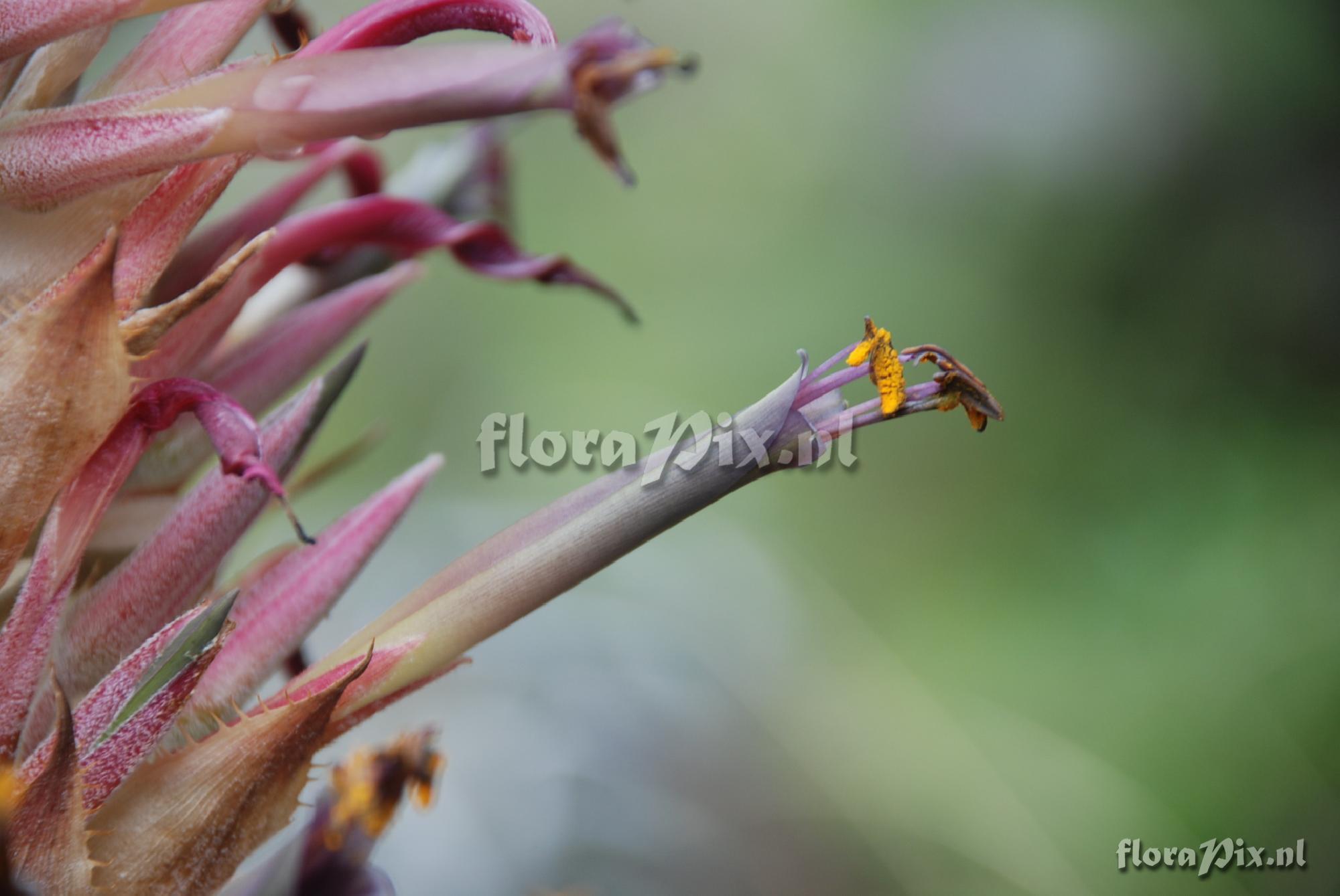 Puya densiflora