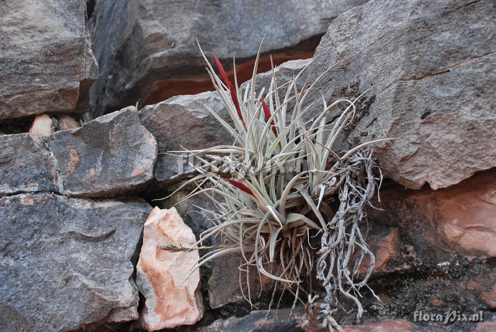 Tillandsia cardenasii