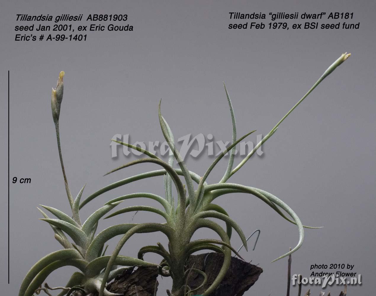 Tillandsia myosura