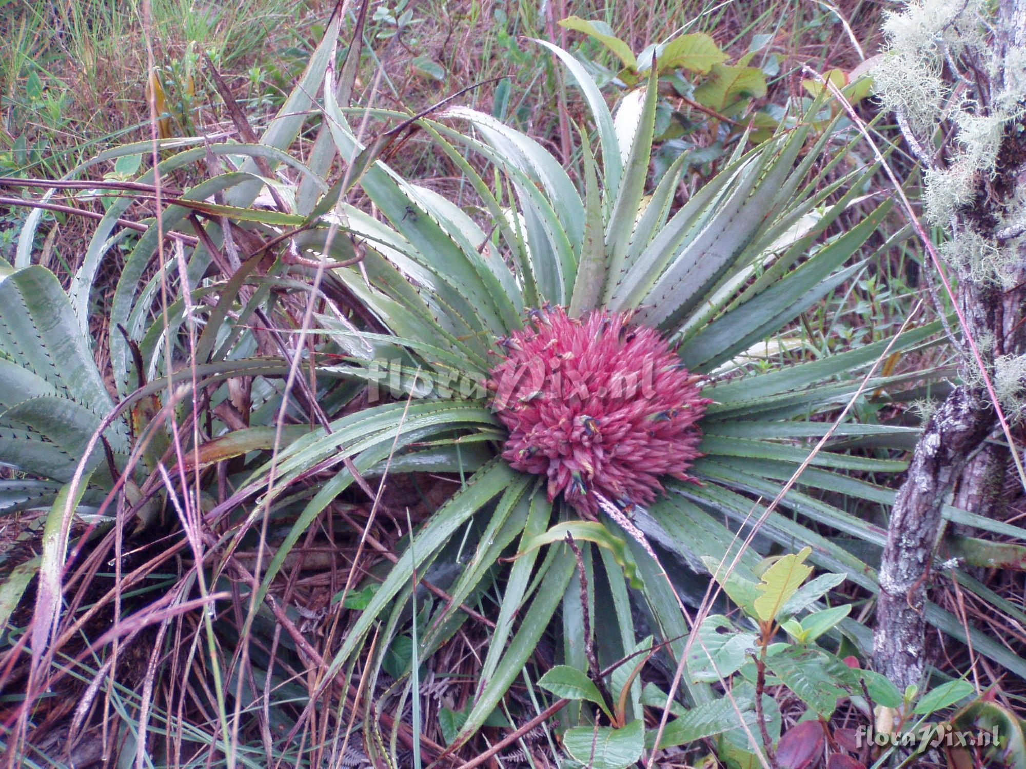 Puya nana