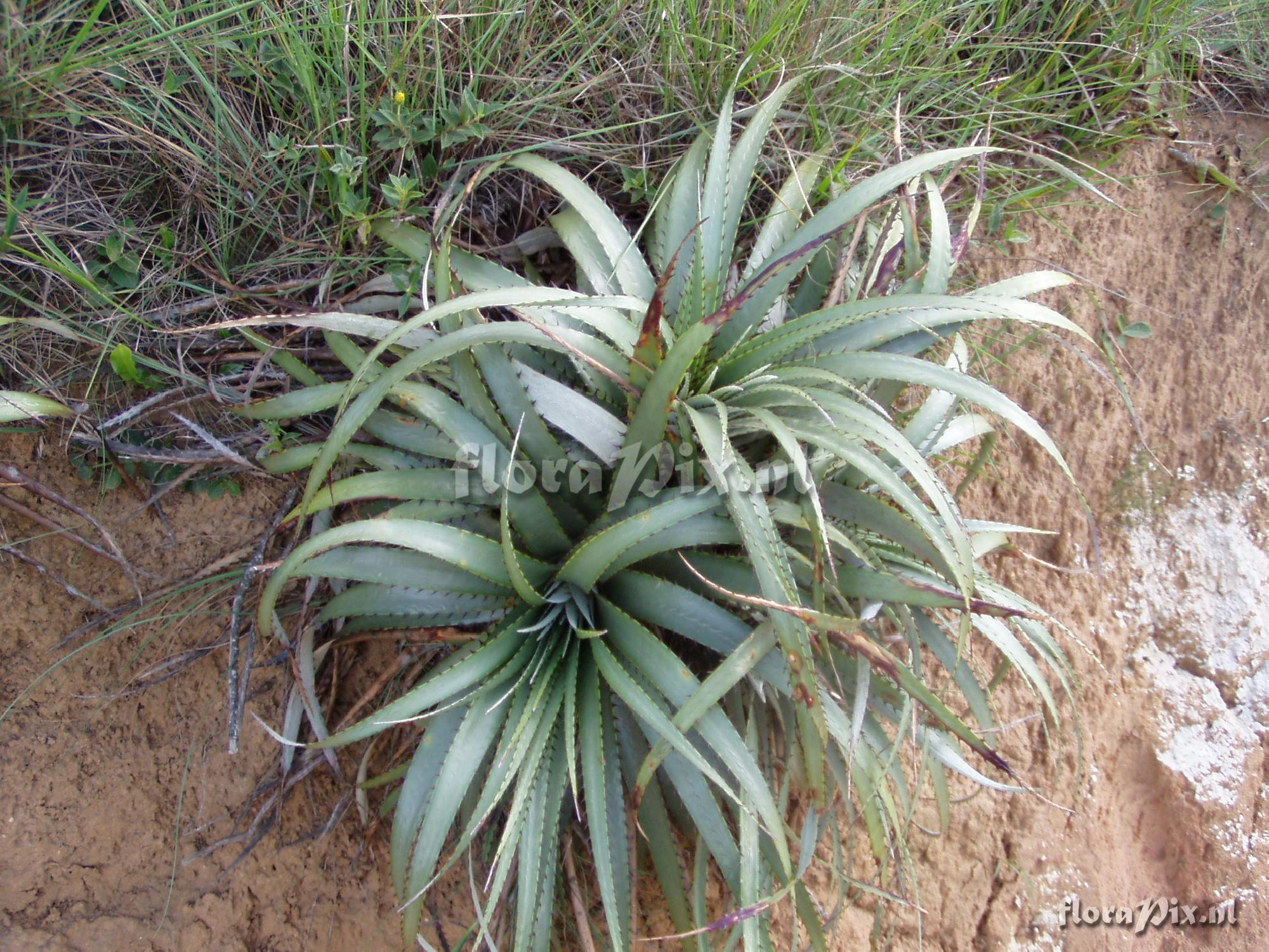 Deuterocohnia brevispicata ?