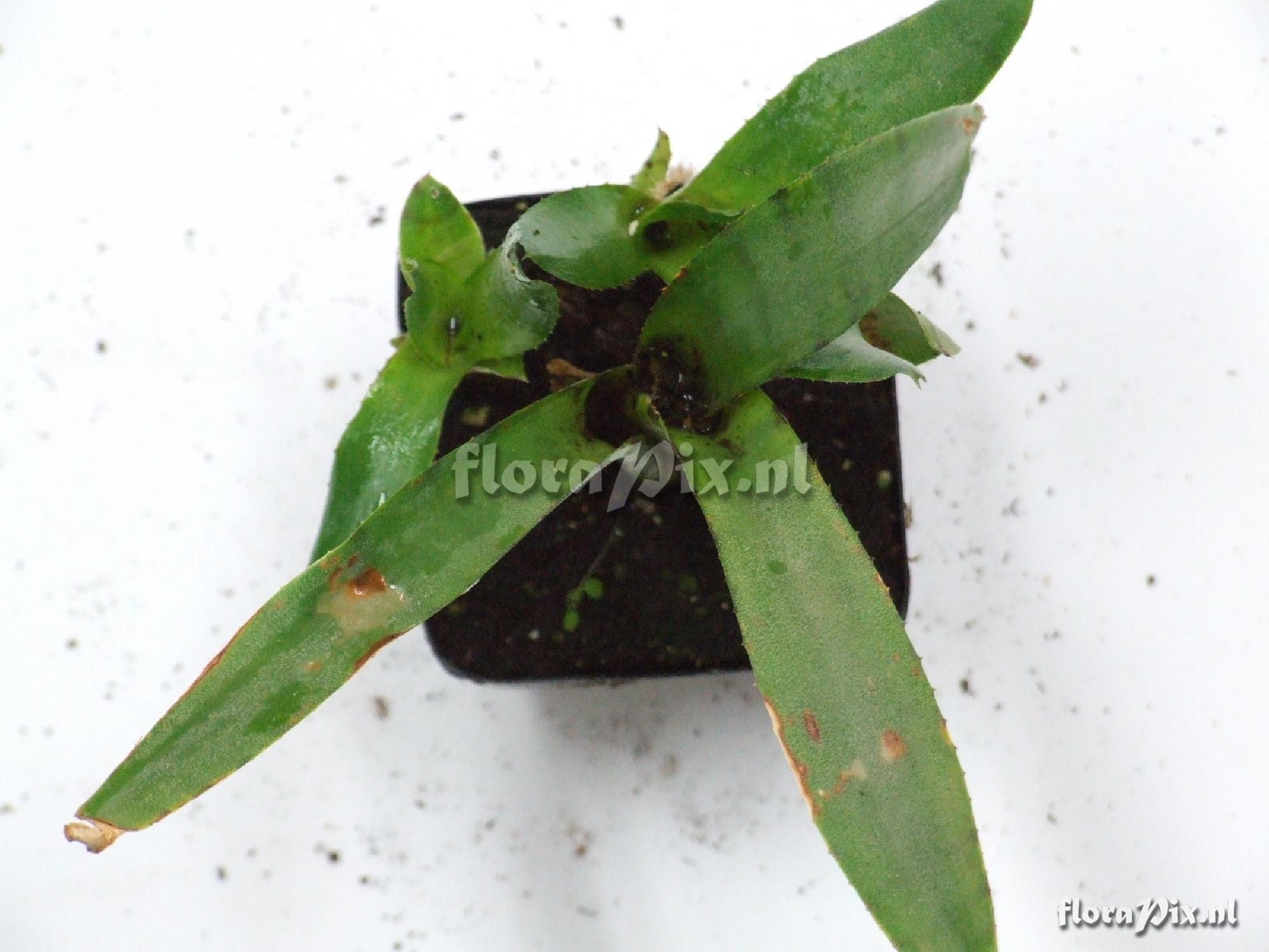 Neoregelia midget