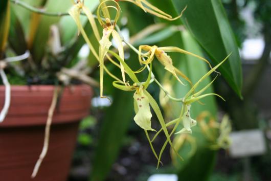 Brassia antherotes 