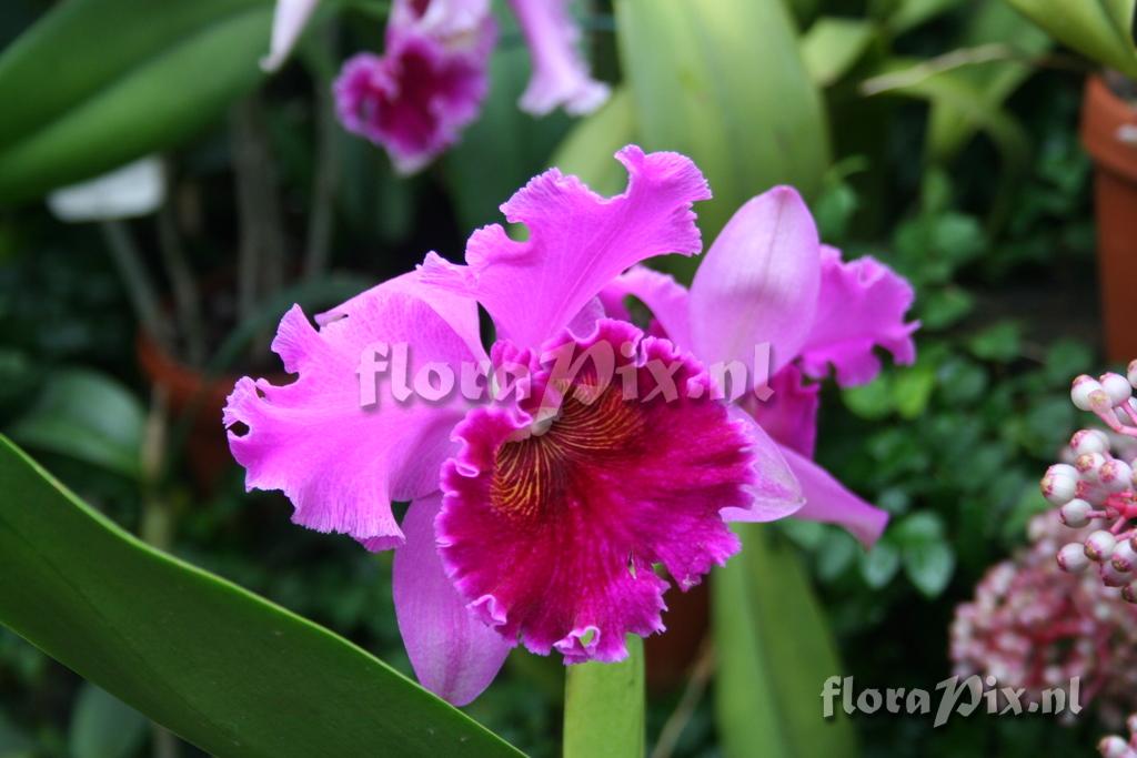 Brassiolaeliocattleya 