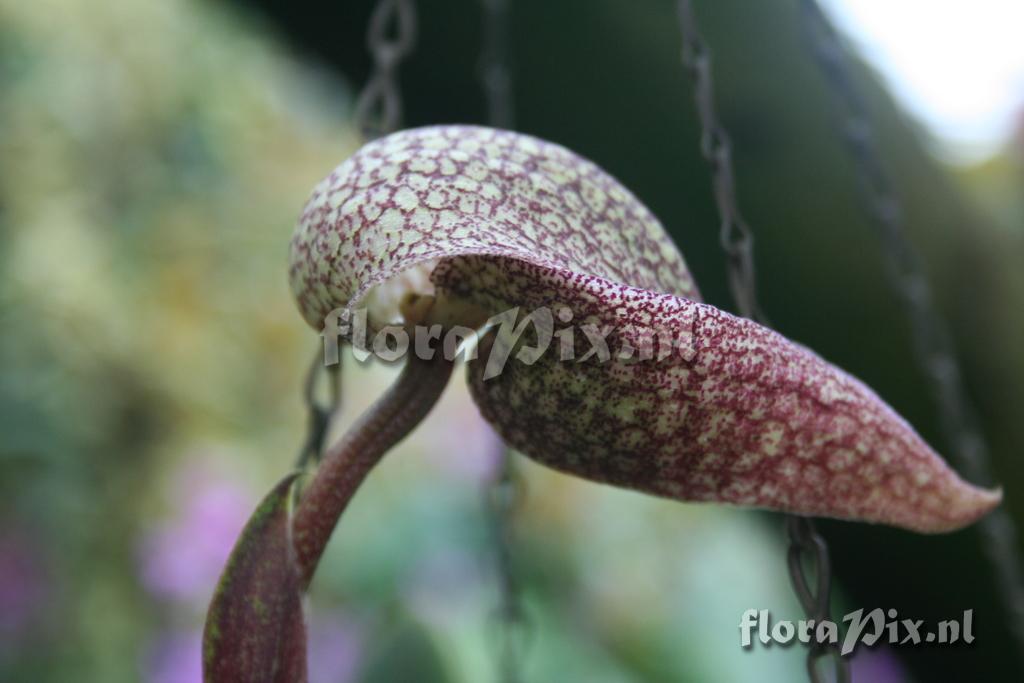 Bulbophyllum arfakianum