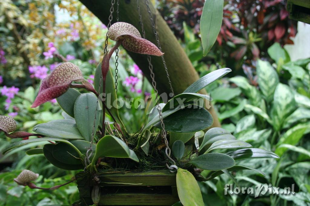 Bulbophyllum arfakianum