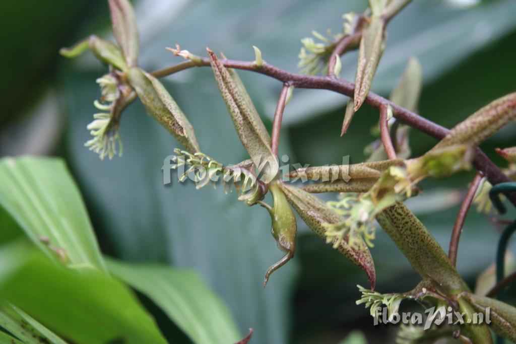 Catasetum appendiculatum