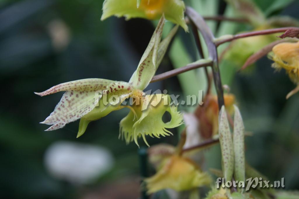 Catasetum fimbriatum 