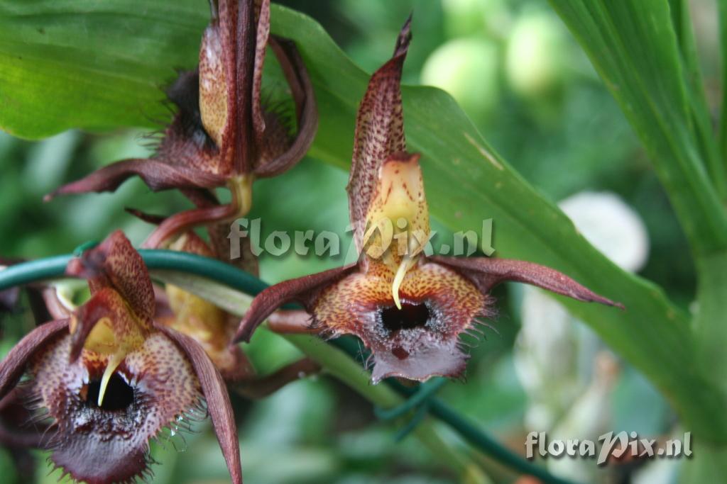 Catasetum schmidtianum 