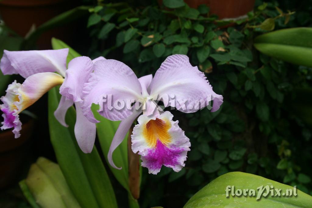 Cattleya labiata