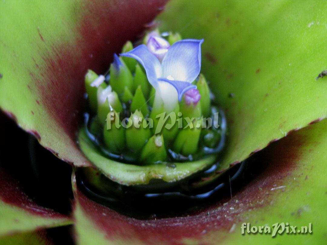 Neoregelia capixabae