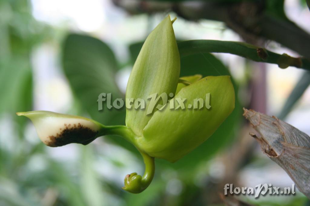 Cycnoches chlorochilon