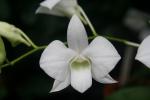 Dendrobium phalaenopsis 