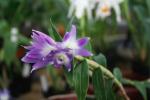 Dendrobium vitoriae-reginae