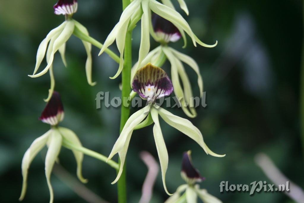 Prosthechea cochleata