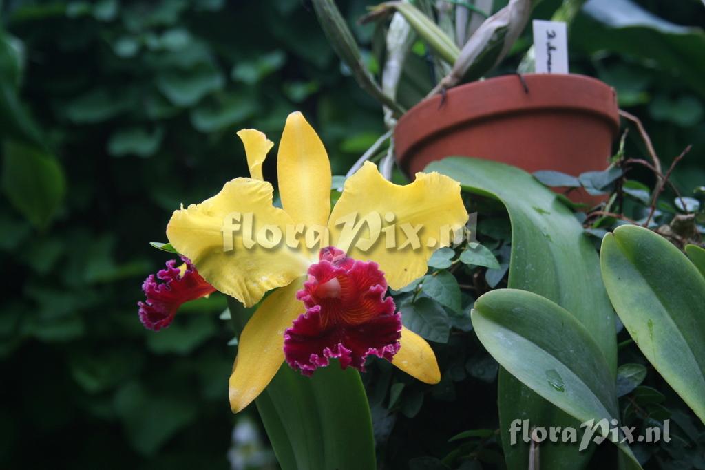 Laeliocattleya Ocarina 