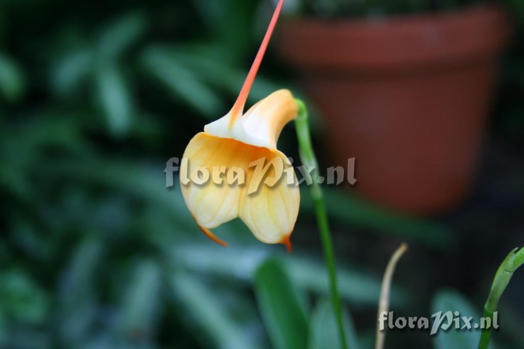 Masdevallia 