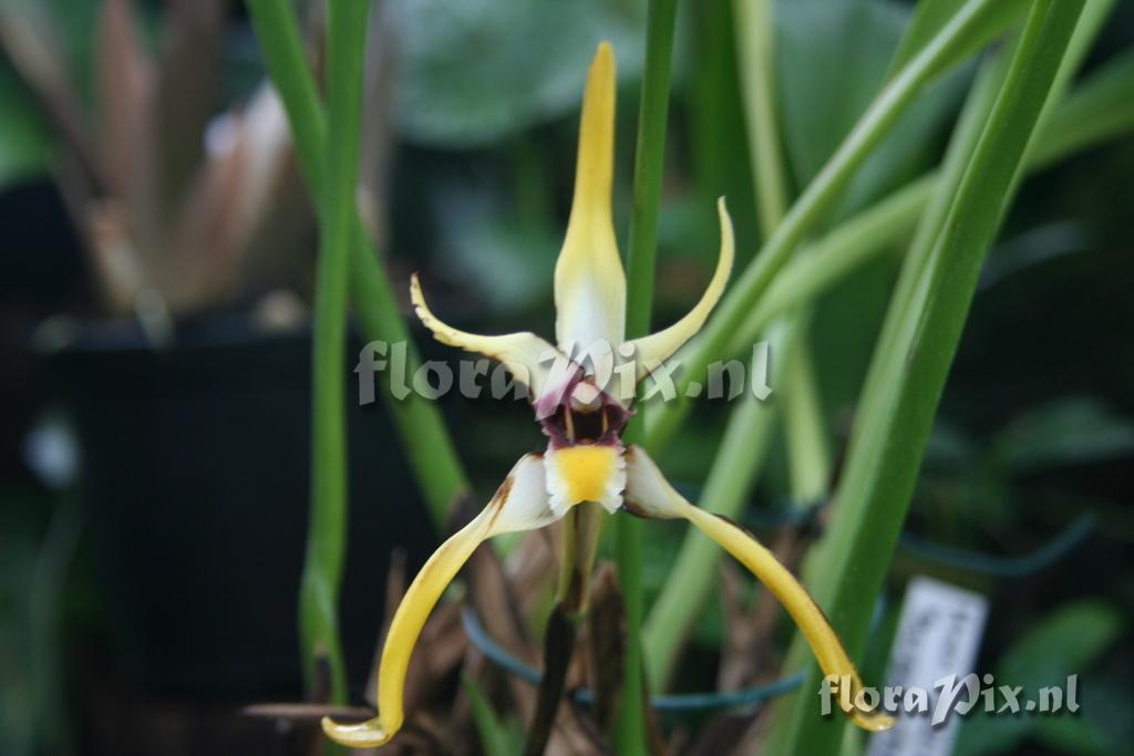 Maxillaria callichroma 