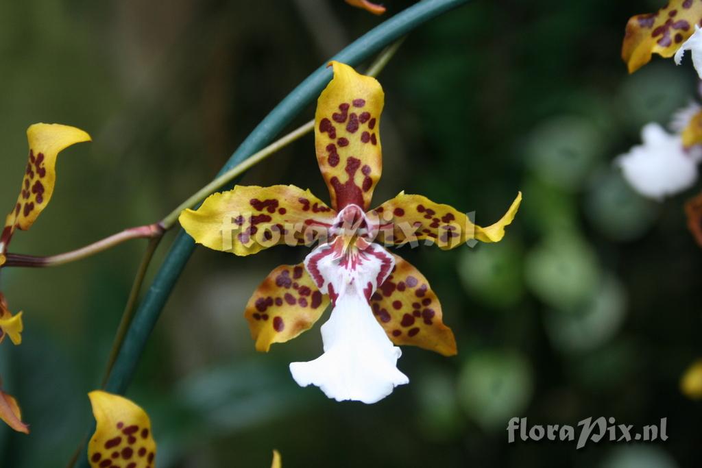 Odontocidium 